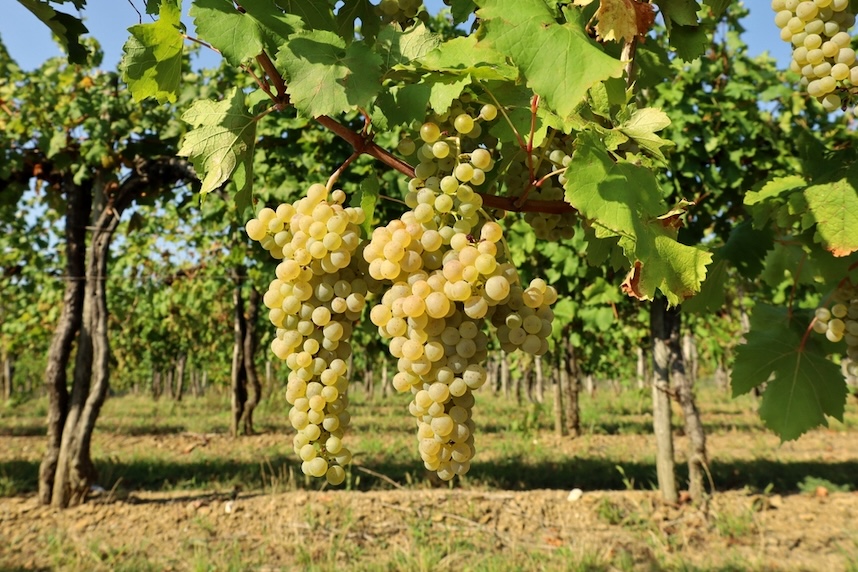 Tocai Friulano: Geschichte, Eigenschaften und Kombinationen